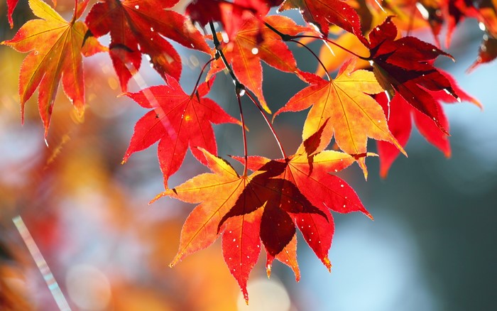 Autumn Maple Leaves