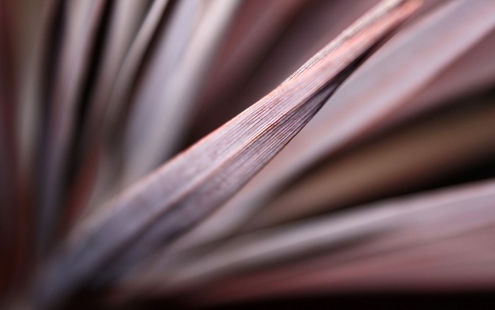 Close-up of reddish-brown plant leaves