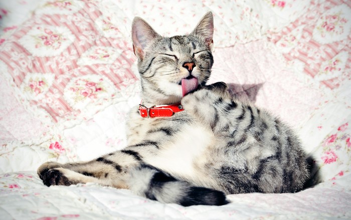 Tabby cat with red collar grooming itself