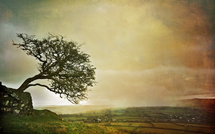 Tree on a rocky outcrop overlooking a valley