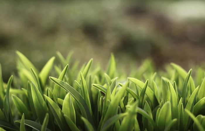 Green grass blades with blurred background