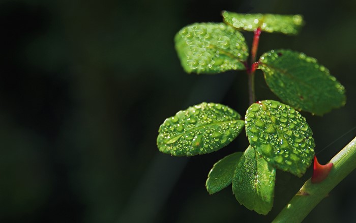 Green leaves with water drops on a dark background