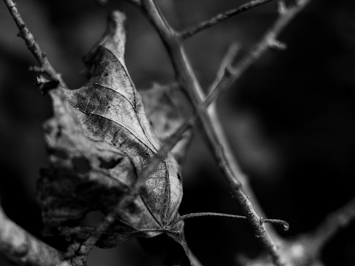 Close-up of a dry leaf and branches