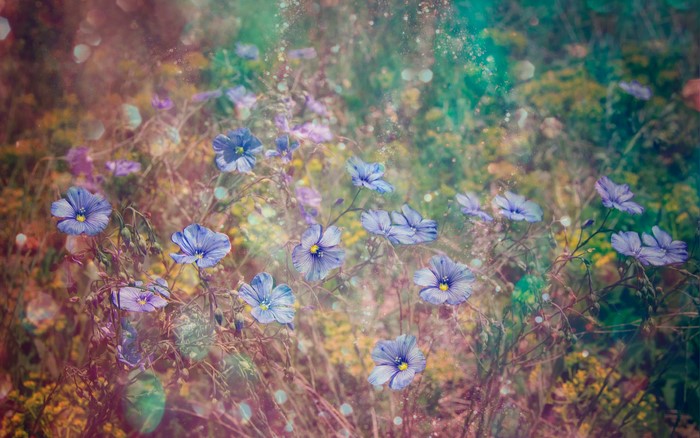 Blue flowers in a field