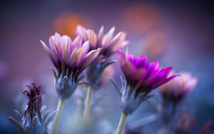 Purple and pink flowers with bokeh background