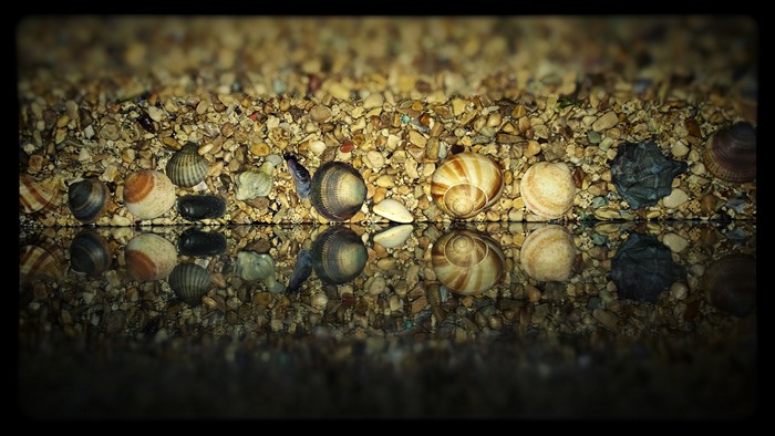 Seashells and pebbles on a reflective surface