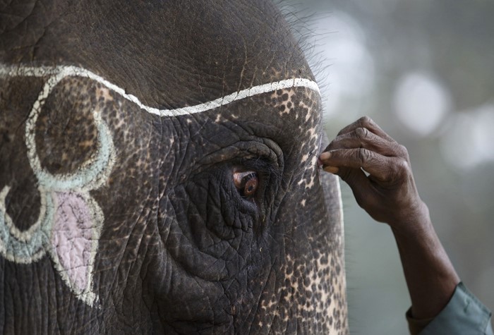 Close-up of an elephant's eye with decorative markings