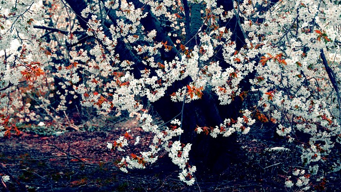 Cherry blossoms on a tree trunk