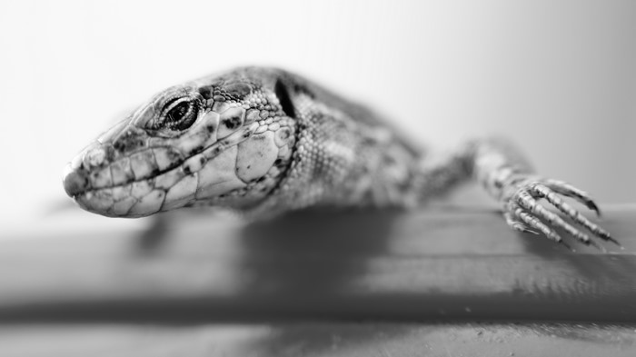 Close-up of a lizard's head and paw