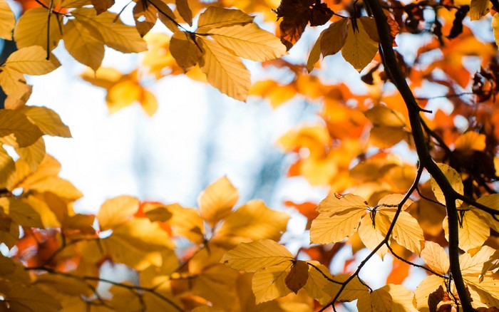 Autumn leaves on branches against sky
