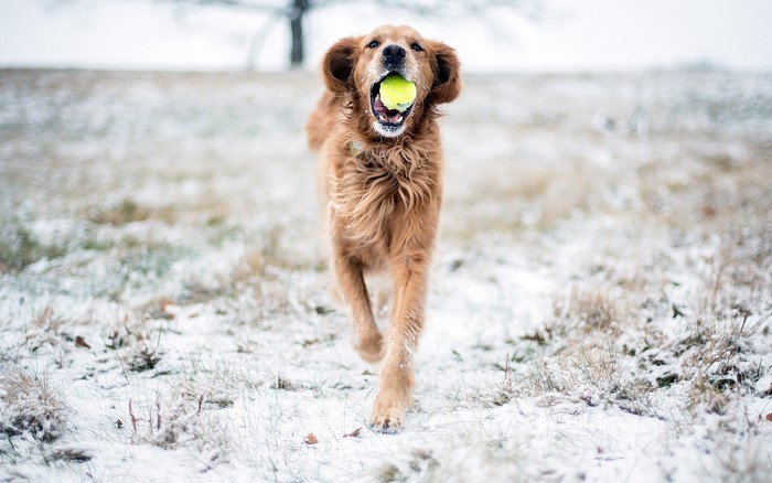 Golden Retriever dog running with a ball in the snow