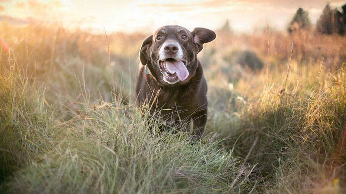 Chocolate lab running through a field at sunset