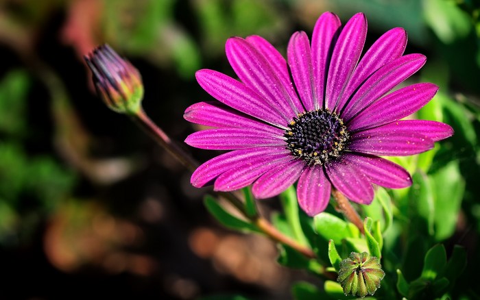 Purple African Daisy Flower and Bud