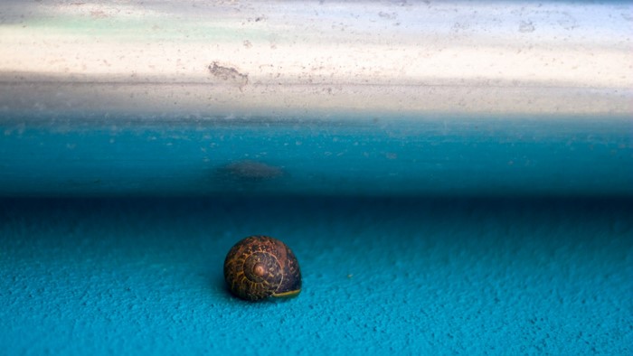Snail on a blue surface