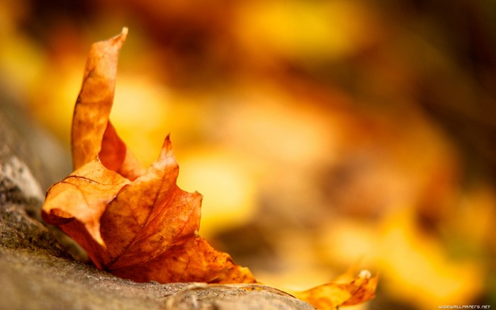 Autumn leaf on a rock