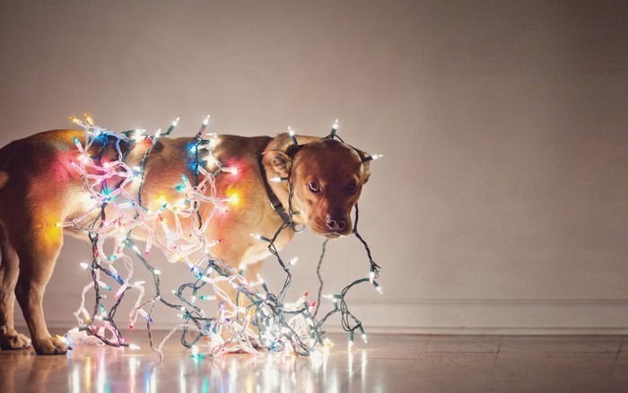 Dog tangled in Christmas lights