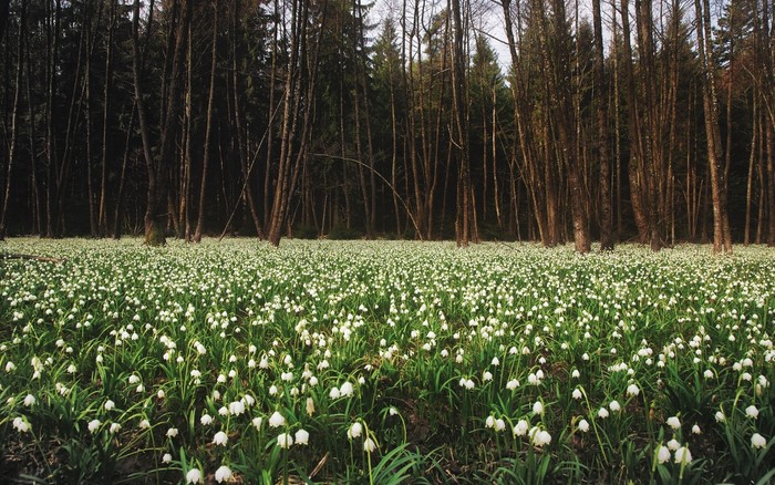 Field of Snowdrop Flowers in a Forest