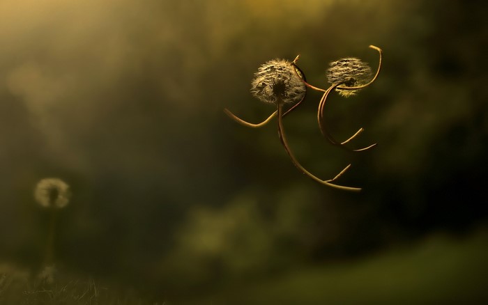 Two dandelions in macro photography