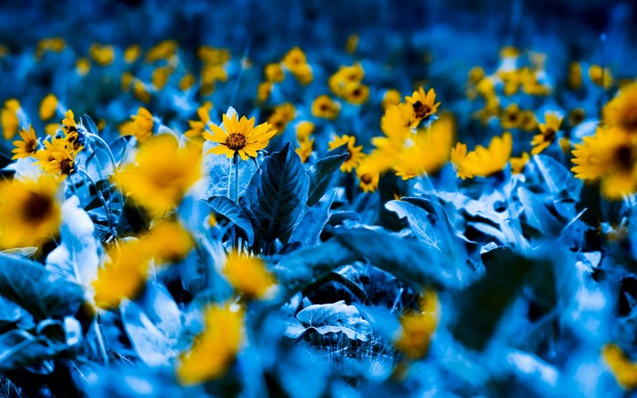 Field of yellow flowers with blue foliage