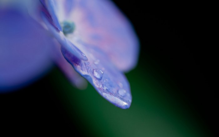 Close-up of a purple flower with water droplets