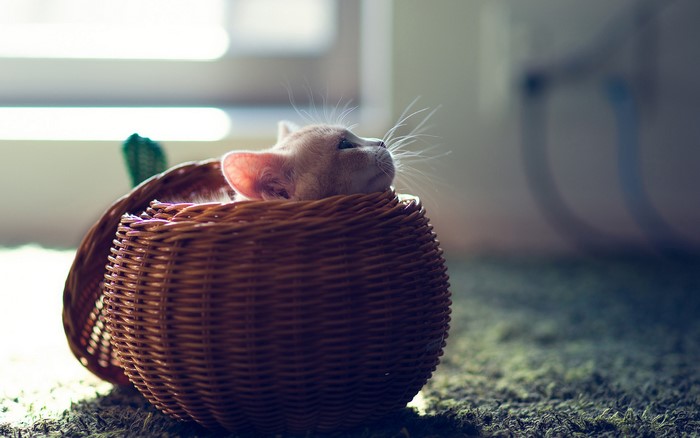 Cat in a basket