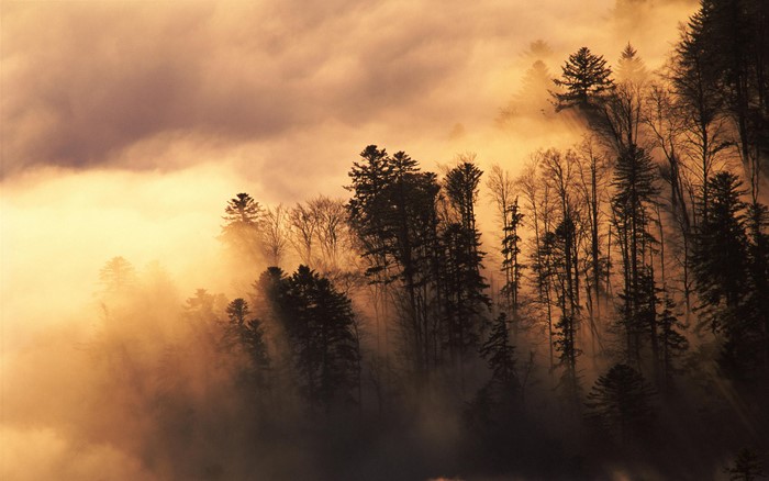 Forest shrouded in fog during sunrise