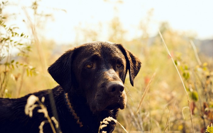 Chocolate Labrador Dog in Tall Grass