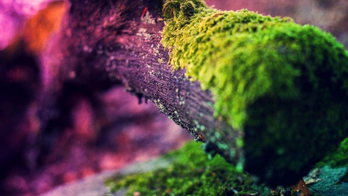 Mossy log with purple and pink background