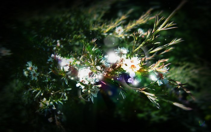Close-up of small white flowers on a branch
