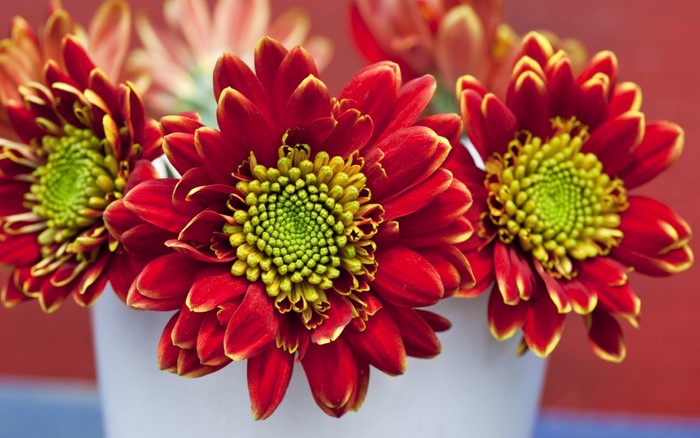Red and yellow chrysanthemums in a white vase