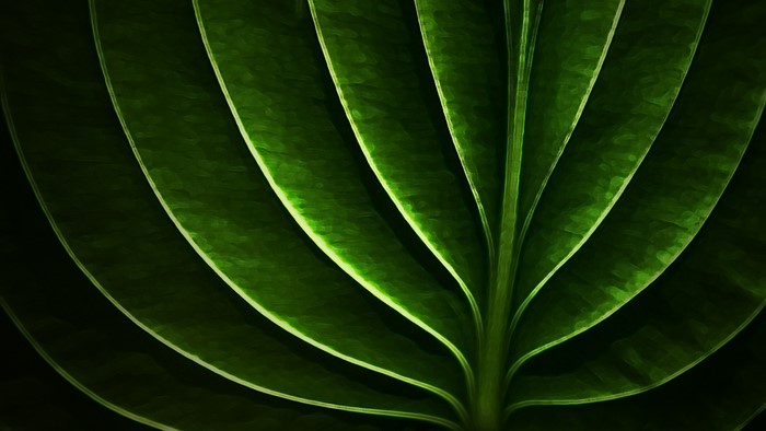 Close-up of a green leaf with prominent veins