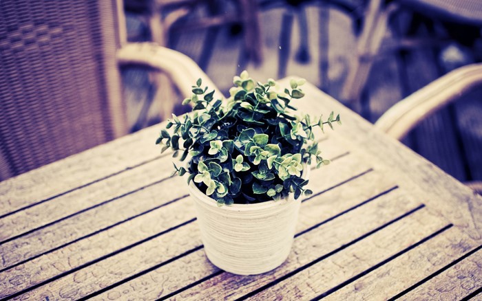 Potted plant on a wooden table