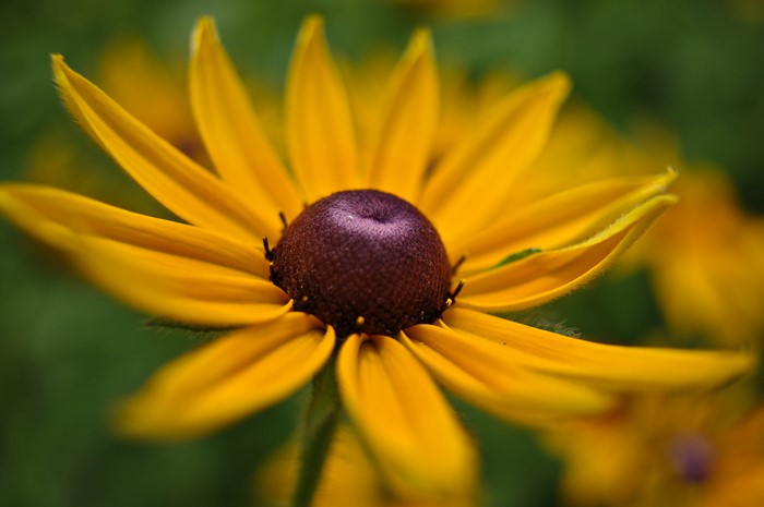 Close up of a yellow flower with a dark center