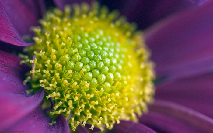 Close-up of a purple flower's center