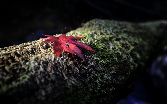 Red maple leaf on mossy log