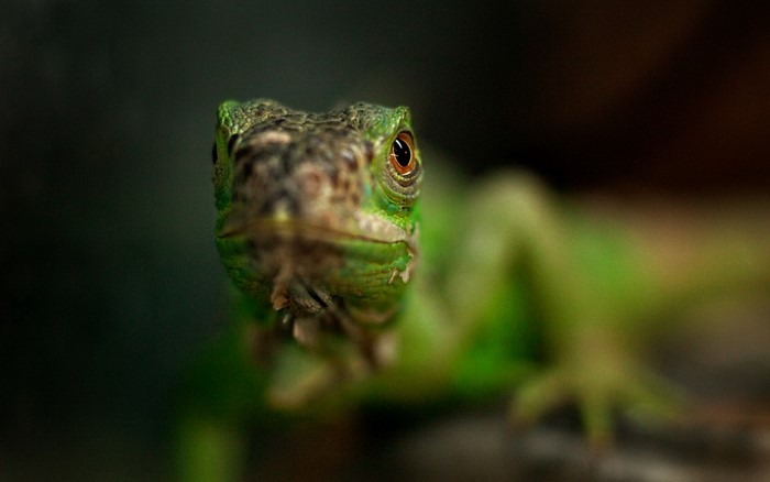 Close-up of a green lizard's face