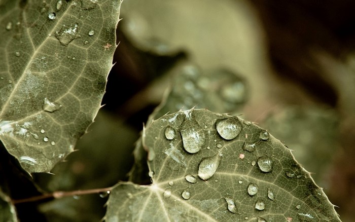 Close-up of wet green leaves