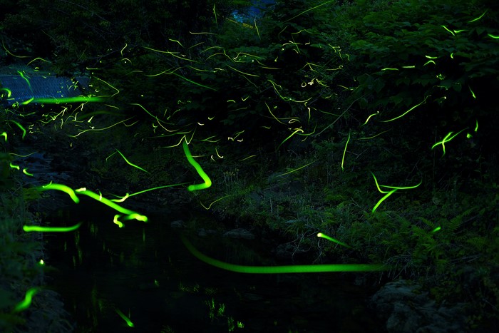 Fireflies over a stream at night