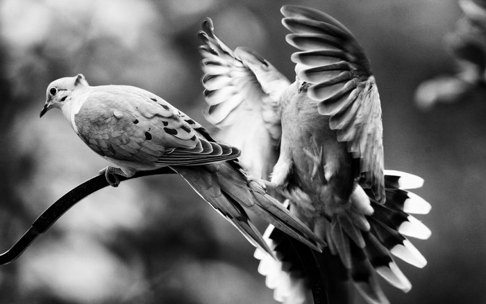 Two doves perched on a branch