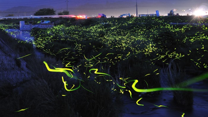 Fireflies lighting up a grassy area at night
