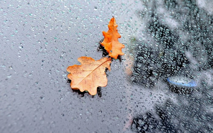 Two oak leaves on a wet surface