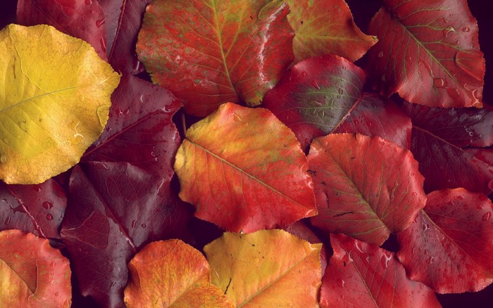 Close-up of colorful autumn leaves with water droplets