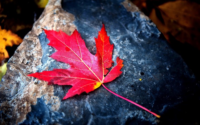Red Maple Leaf on a Rock
