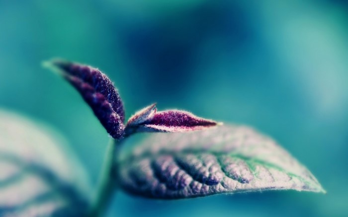 Close-up of a young plant sprout with purple leaves