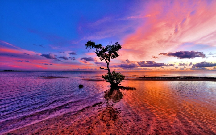Lone tree in the ocean during a colorful sunset