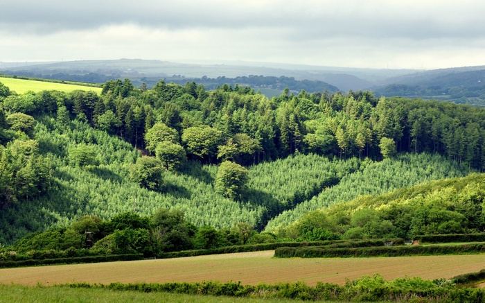 Rolling green hills with a dense forest