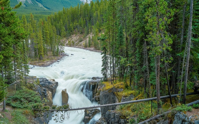 Waterfall in a Pine Forest