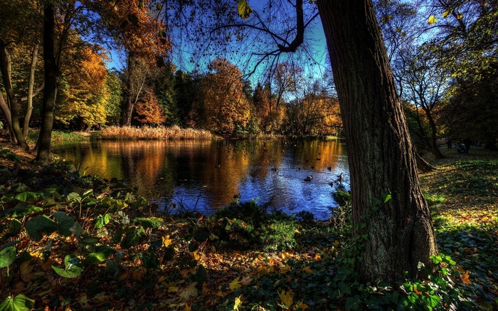 Autumn park with a pond and trees
