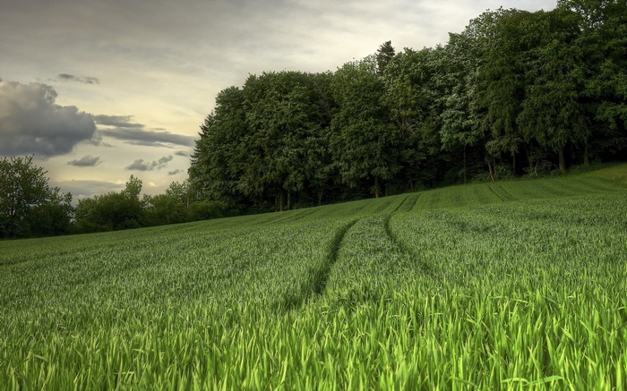 Green field with tire tracks and forest