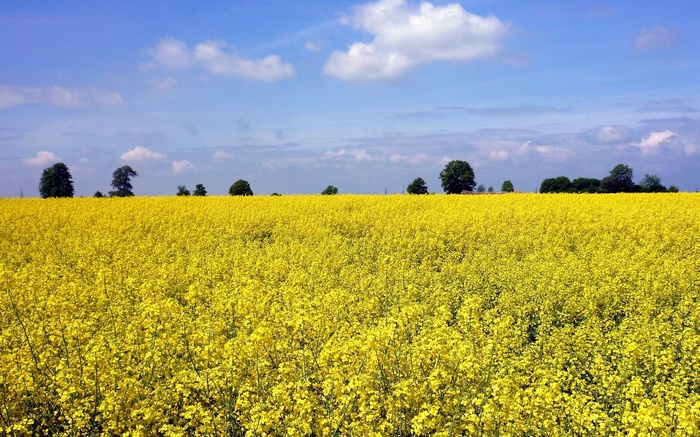Field of yellow flowers under a blue sky